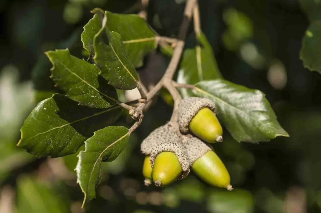 Date le caratteristiche uniche di questo albero, la G&G ha deciso di introdurre il Leccio nel progetto del giardino dell’ex convento dei Frari e oggi giardino dell’Archivio di Stato.